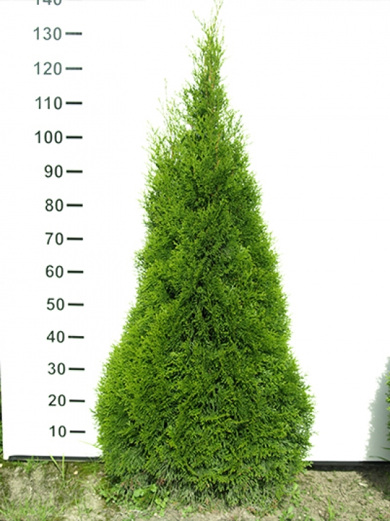 Туя Смарагд Описание Размеры Фото – Telegraph