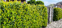 Blütenhecke / blühende Hecke Etna Kirschlorbeer